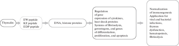 Thymalin short peptide molecular effects from Khavinson et al. 2021