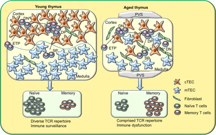 Age effects on thymus stroma and output from Liang et al. 2022