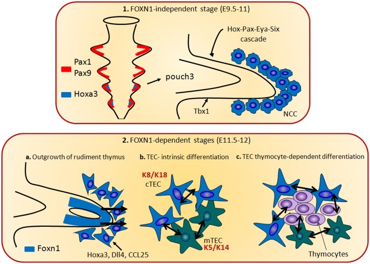 FOXN1-dependent thymus organogenesis diagram from Romano et al. 2013