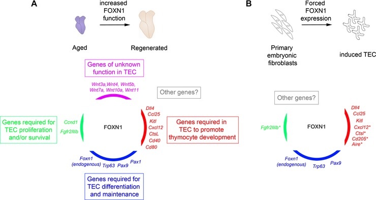 FOXN1 as a TEC transcriptional regulator from Vaidya et al. 2016